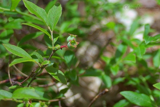 002 Blueberry 0000 Georgian Bay, Ontario, Canada