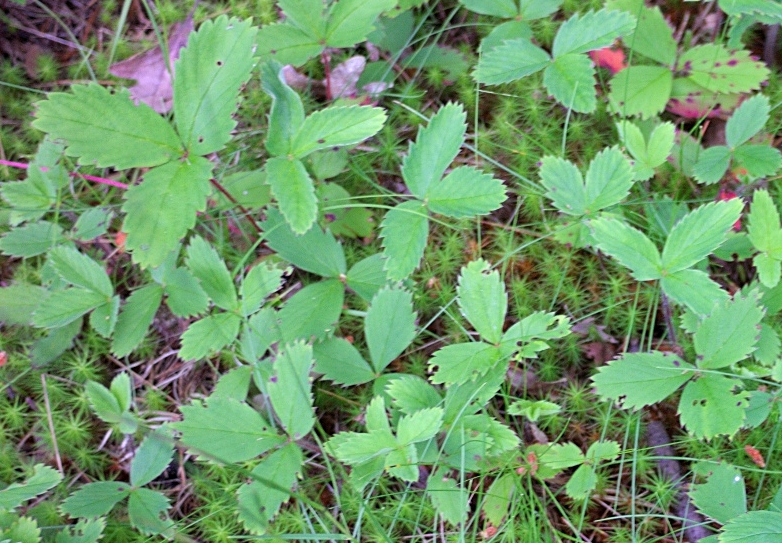 003 Wild Strawberry Picture