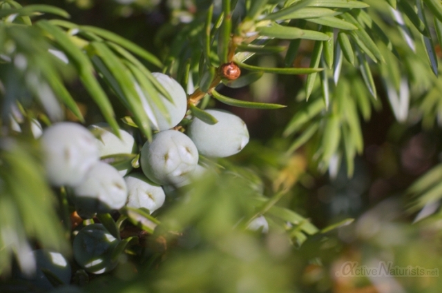 004 Juniper Berries 0000 Georgian Bay, Ontario, Canada