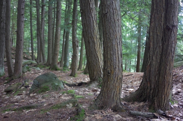 005 Hemlock Forest 0000 Georgian Bay, Ontario, Canada