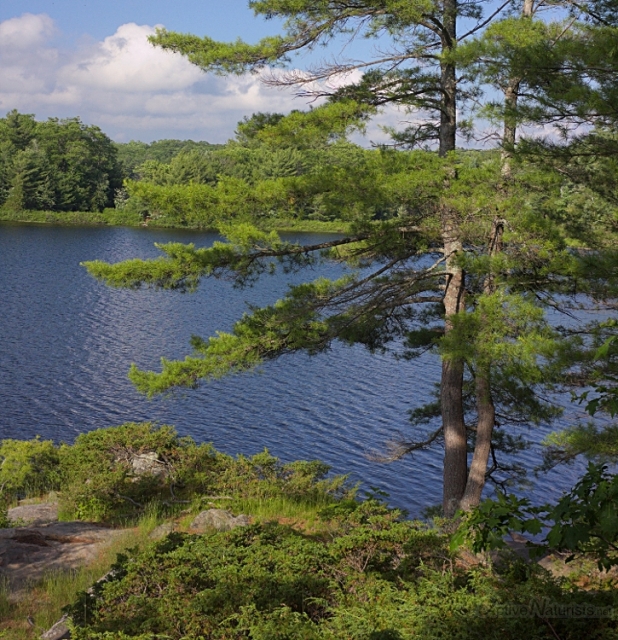 006 White Pines 0000 Georgian Bay, Ontario, Canada