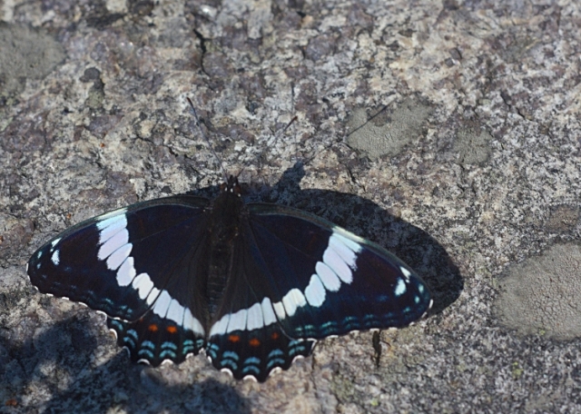 009 Butterfly 0000 Georgian Bay, Ontario, Canada
