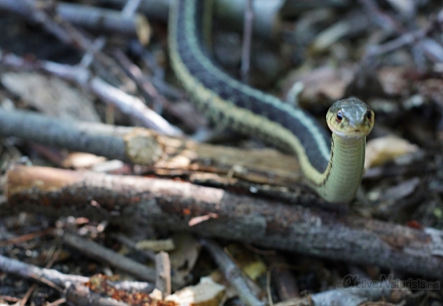 010 Ribbon Snake 0000 Georgian Bay, Ontario, Canada
