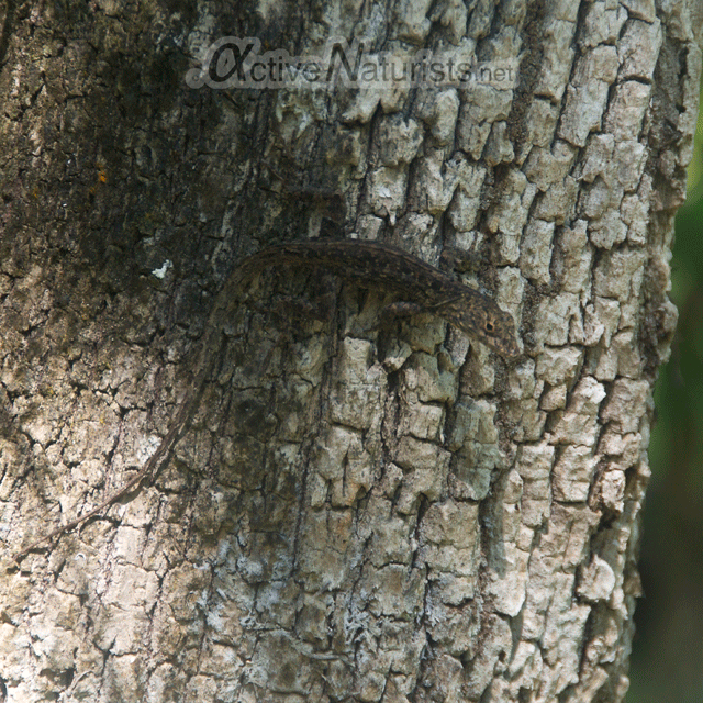 brown-anole-0000-Gator-Hook-Trail,-Big-Cypress-National-Preserve,-Florida,-USA-s
